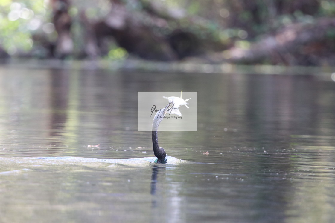 "American Anhinga with lunch" stock image