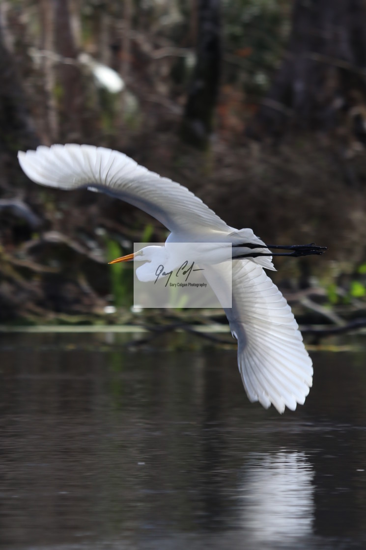 "Egret" stock image