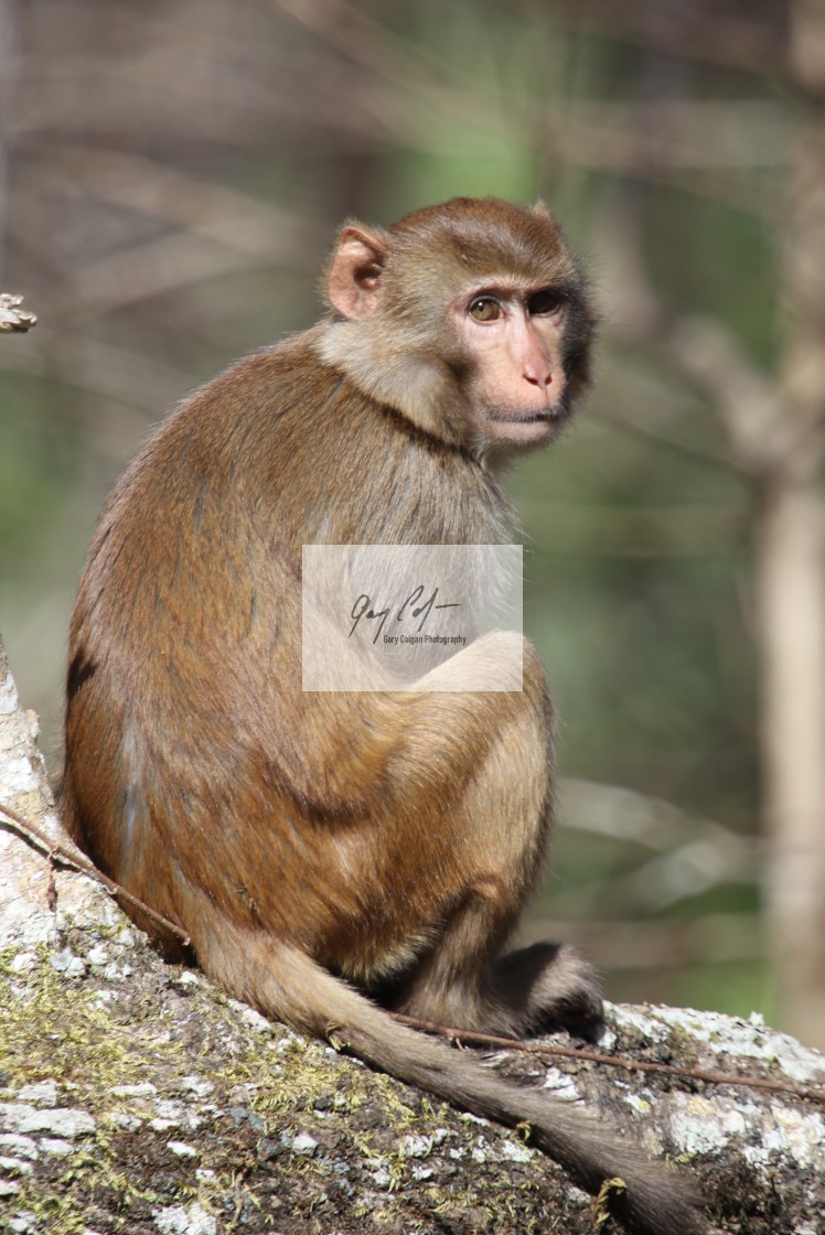 "Monkey" stock image