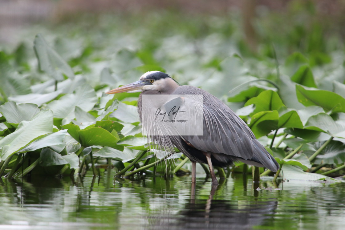 "Great Blue Heron" stock image