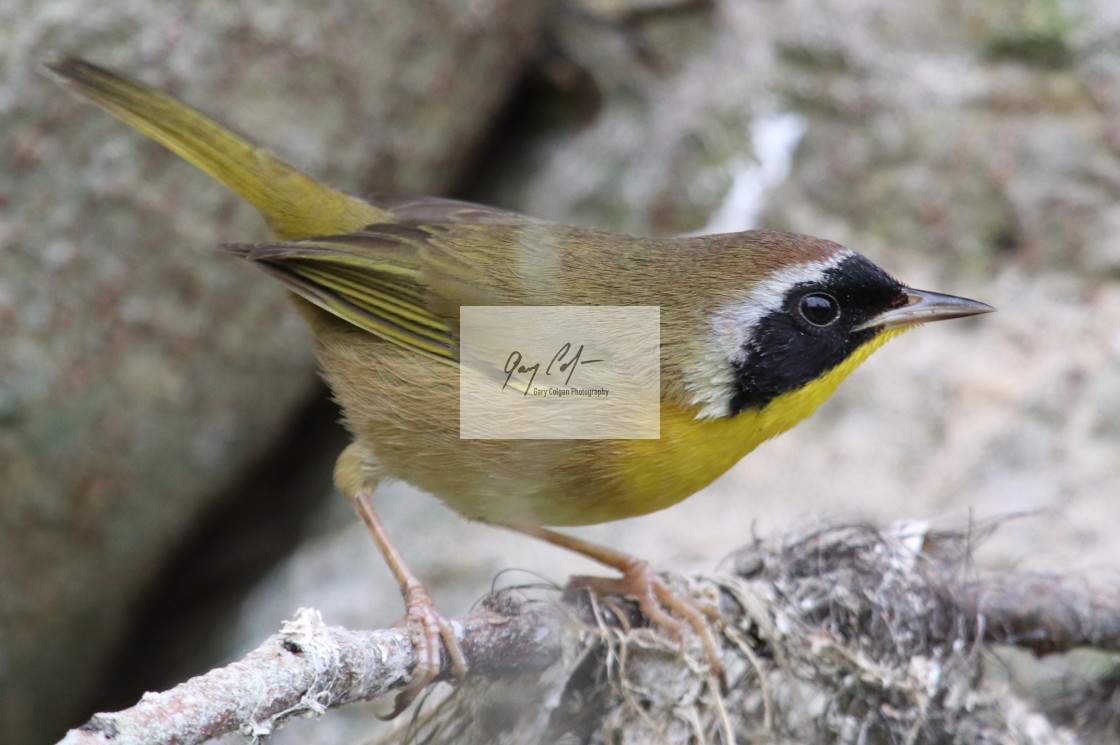 "Common Yellowthroat" stock image