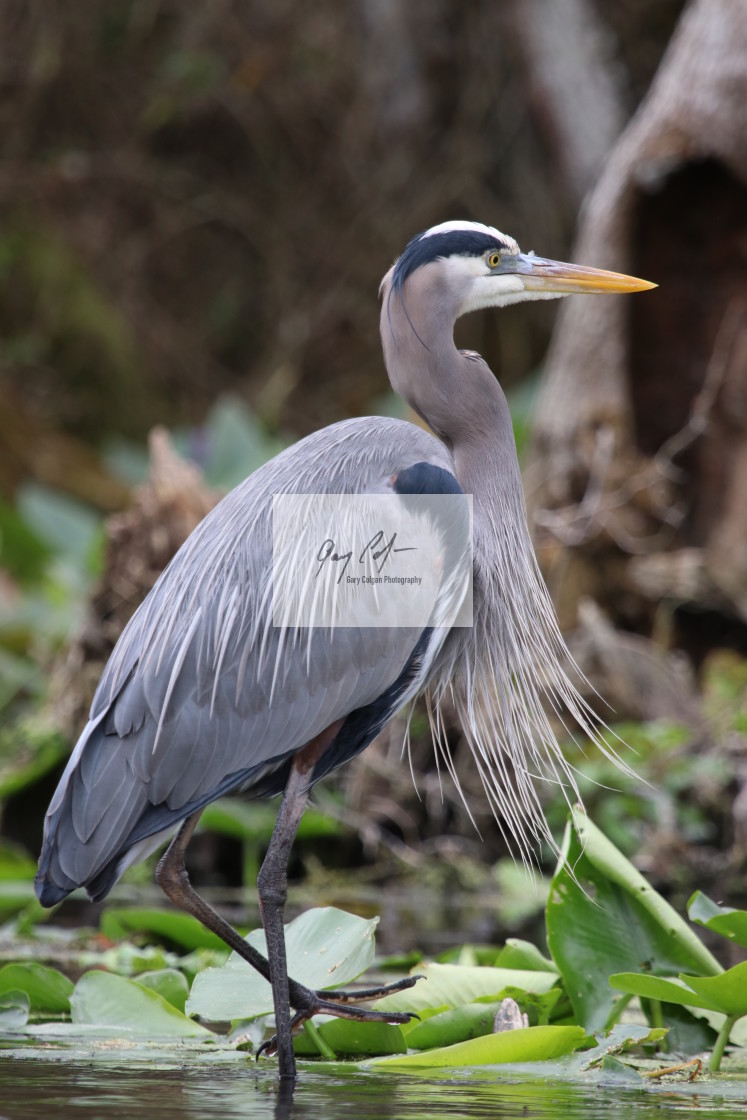 "Great Blue Heron" stock image