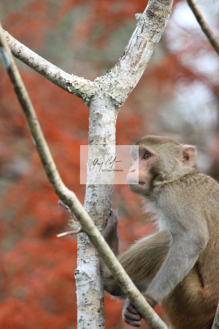 "Monkey" stock image