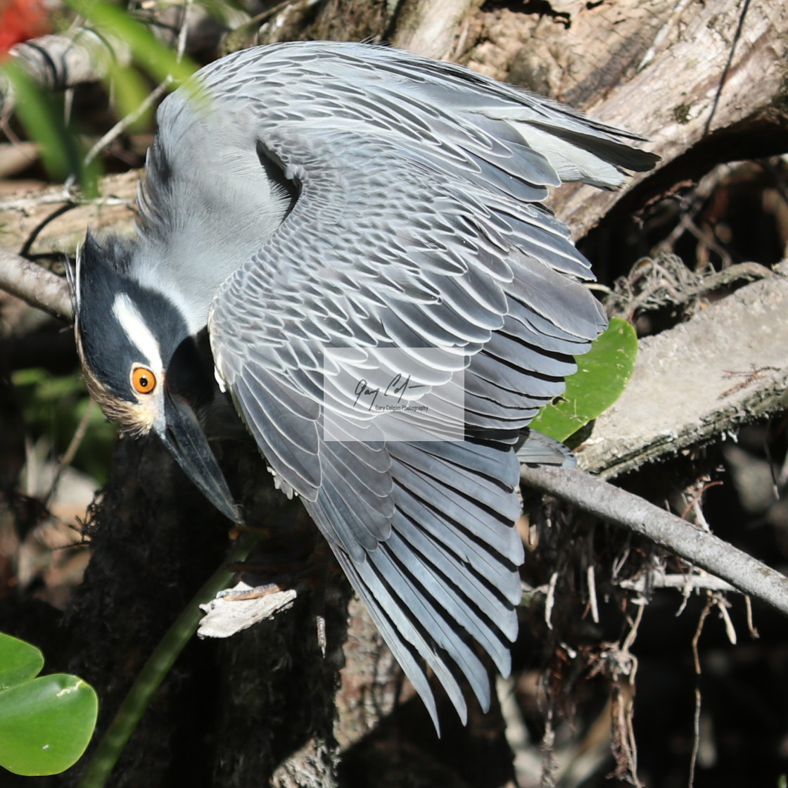 "Yellow Crowned Night Heron" stock image