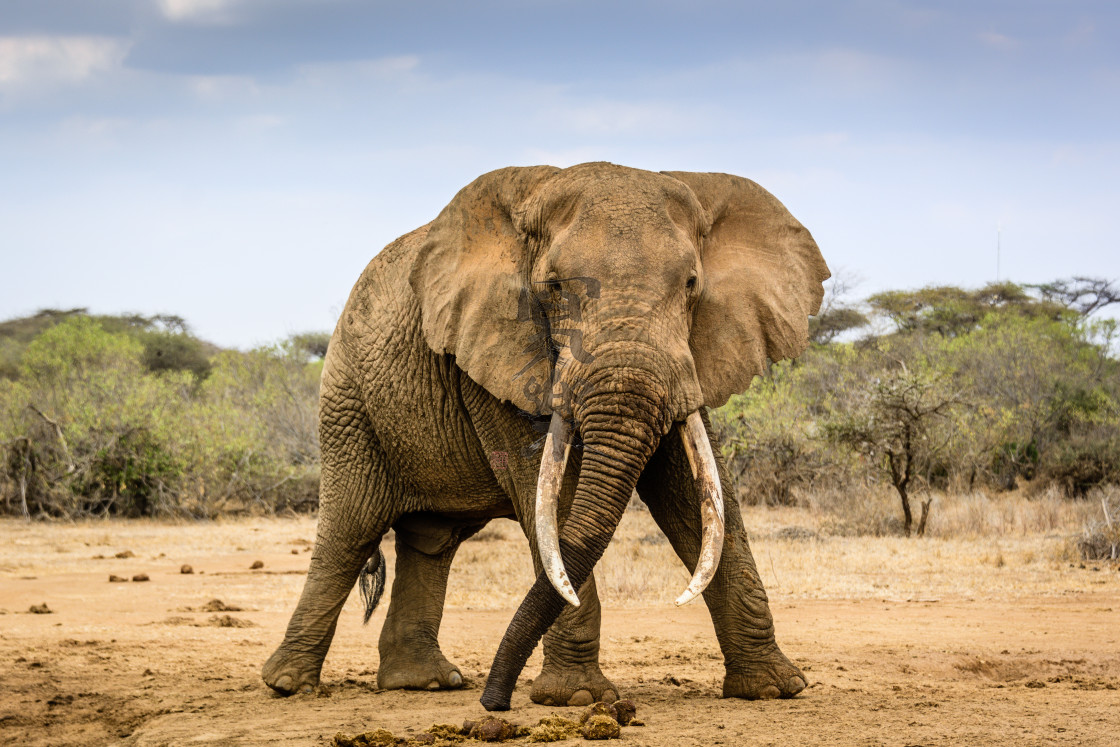 "A Big Tusker Confronting the Photographer" stock image