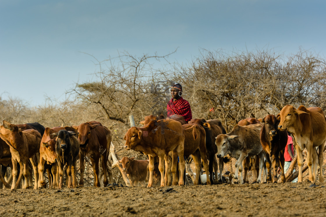 "Proud Maasai Herder" stock image