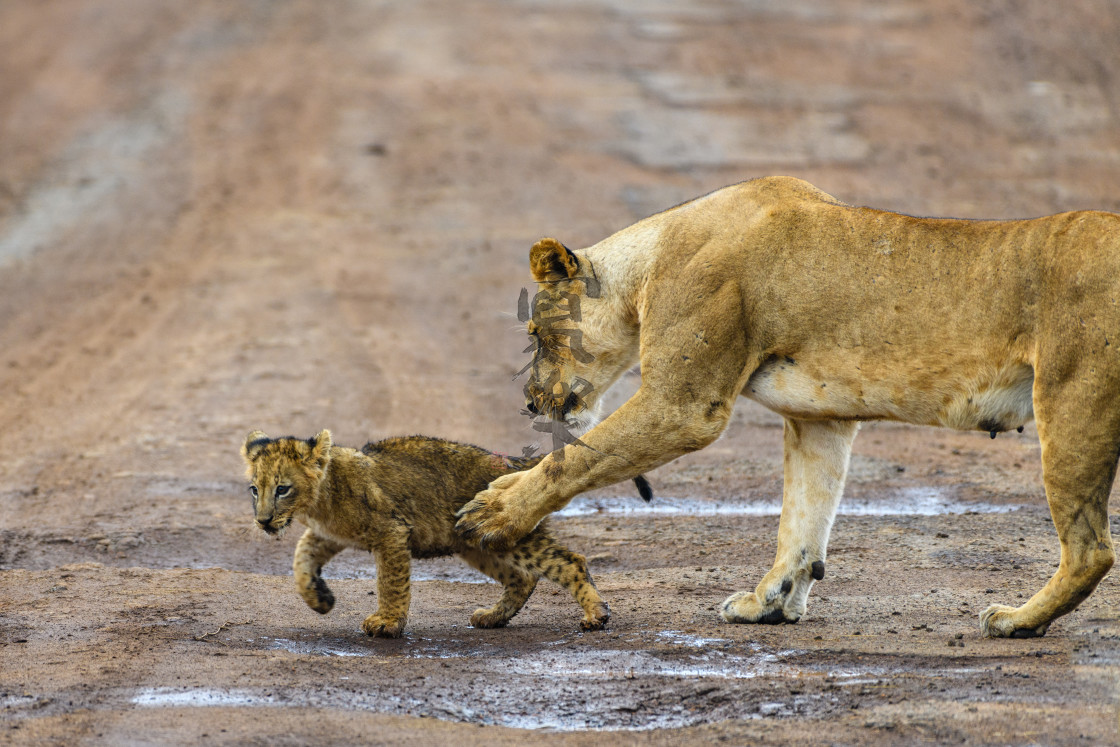 "A Little Guidance from Mother" stock image