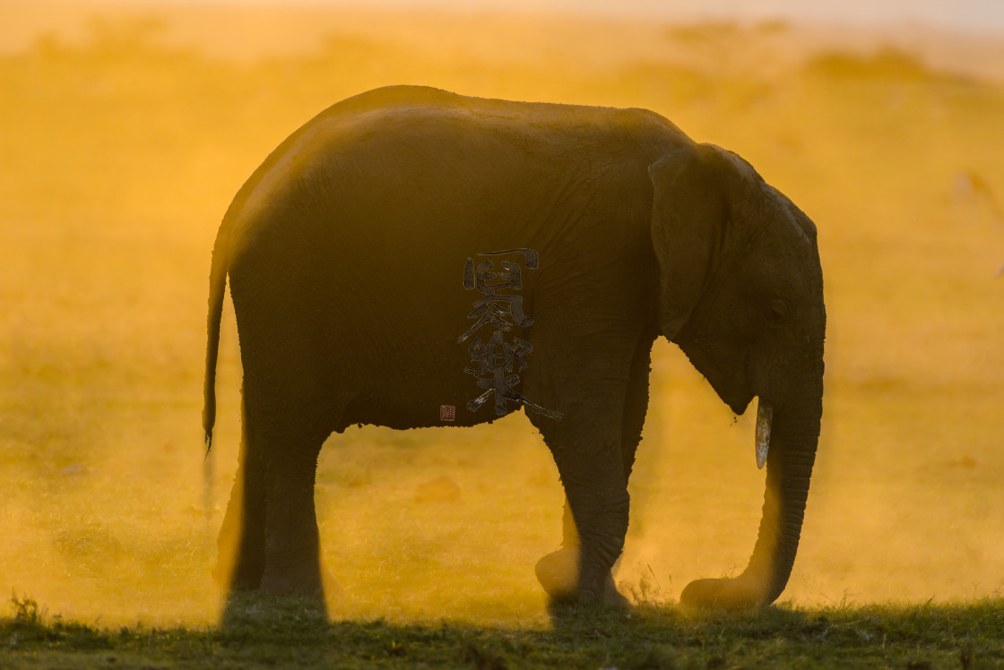 "Elephant Enveloped in Dust at Sunset" stock image