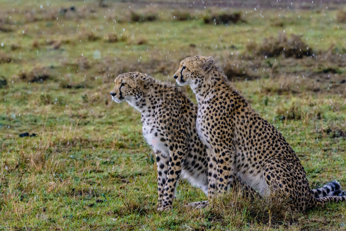 "Cheetah Searching for Dinner in the Rain" stock image