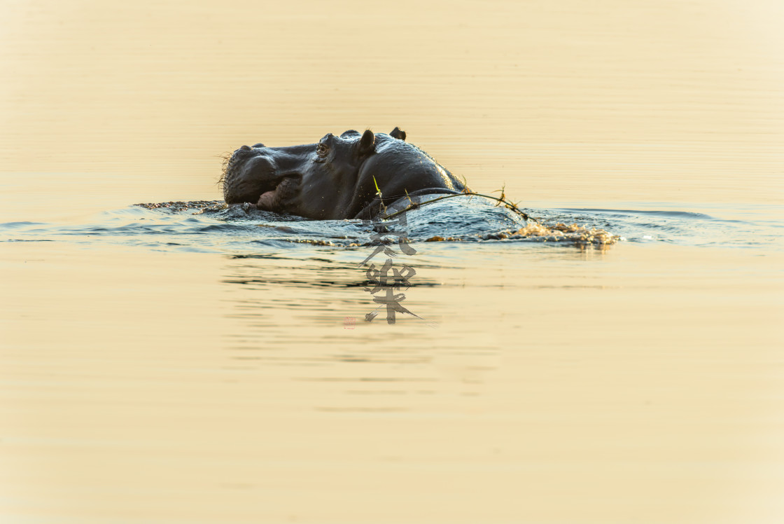 "Hippo Swimming" stock image