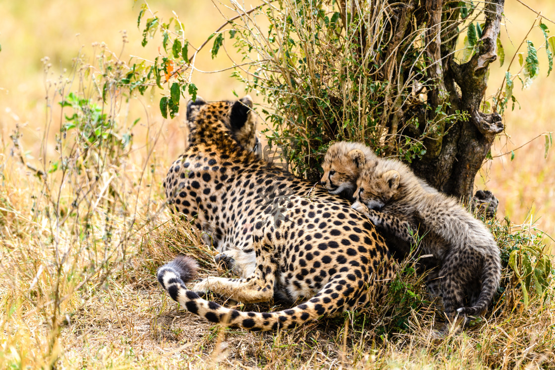 "Mischievous Cheetah Cubs" stock image