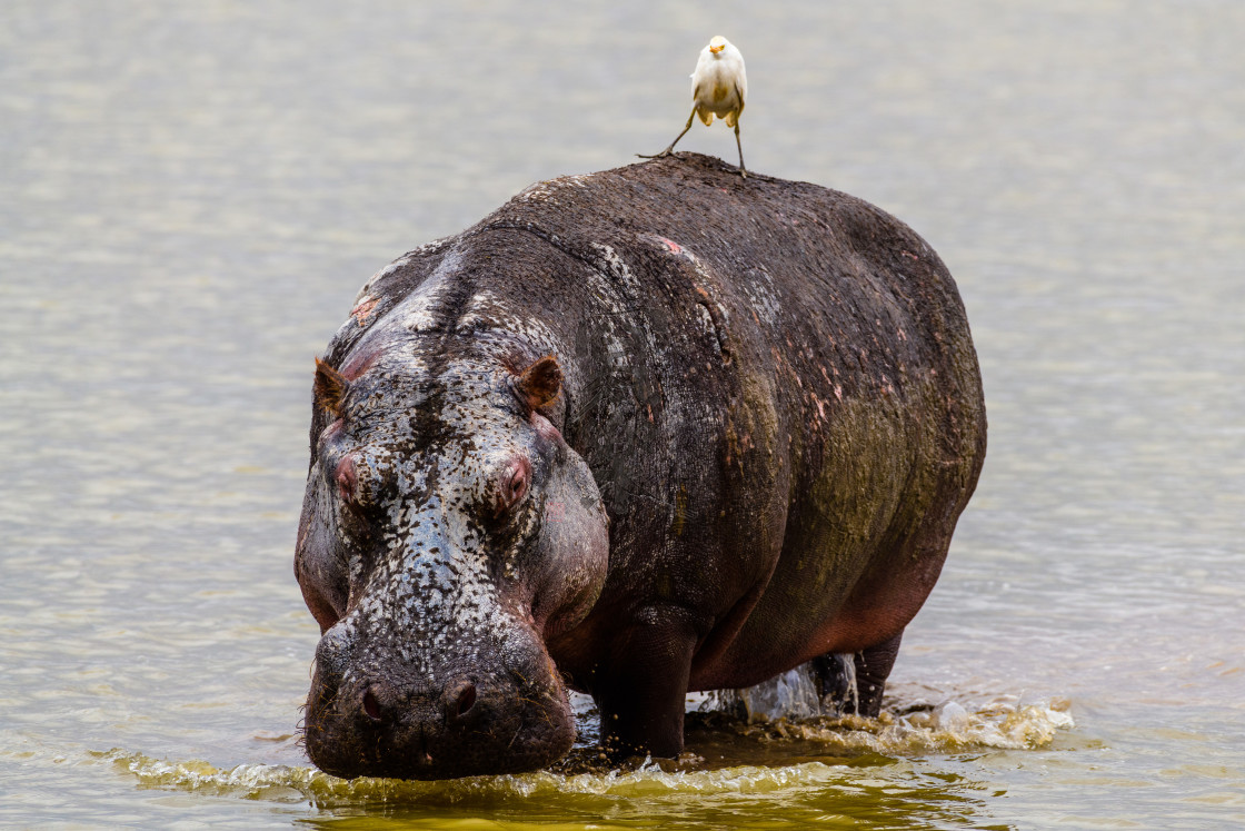 "Hippopotamus and Hitch-Hiker" stock image