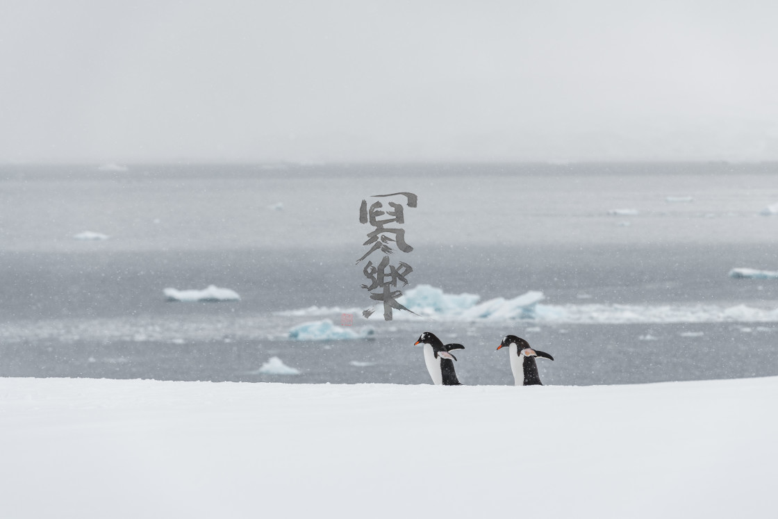 "Gentoo Penguins out for a walk together" stock image