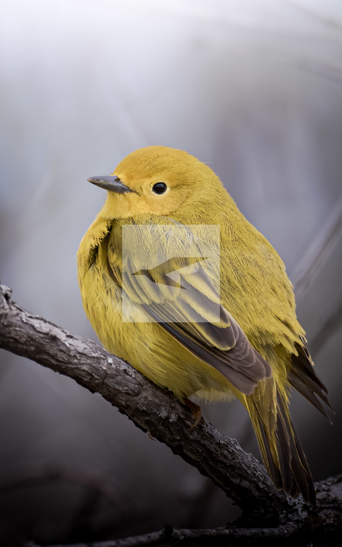 "Yellow Warbler" stock image