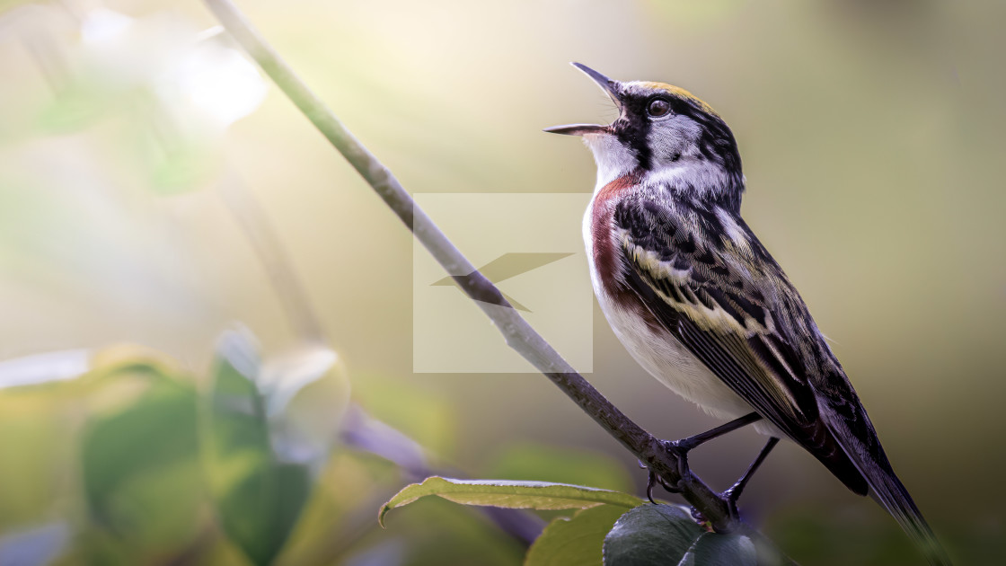 "Chestnut-sided Warbler" stock image