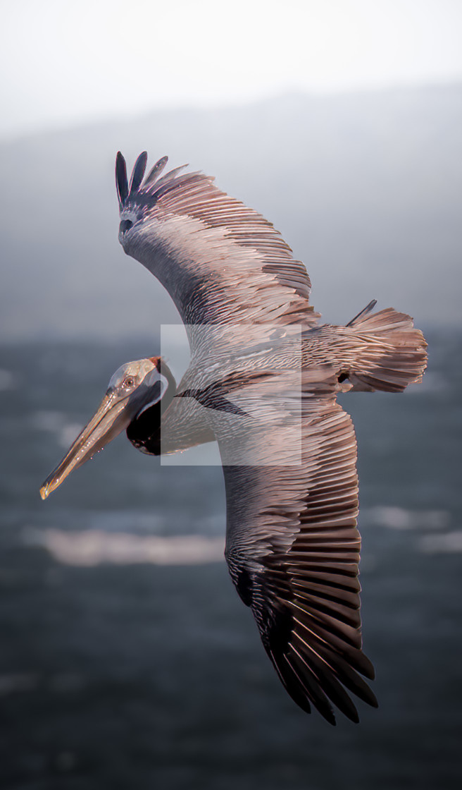 "Brown Pelican" stock image