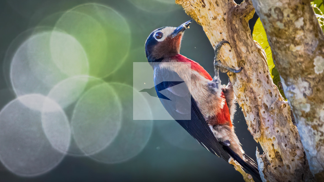 "Puerto Rican Woodpecker" stock image