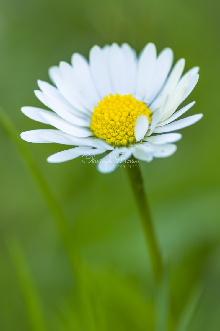 "Daisy" stock image