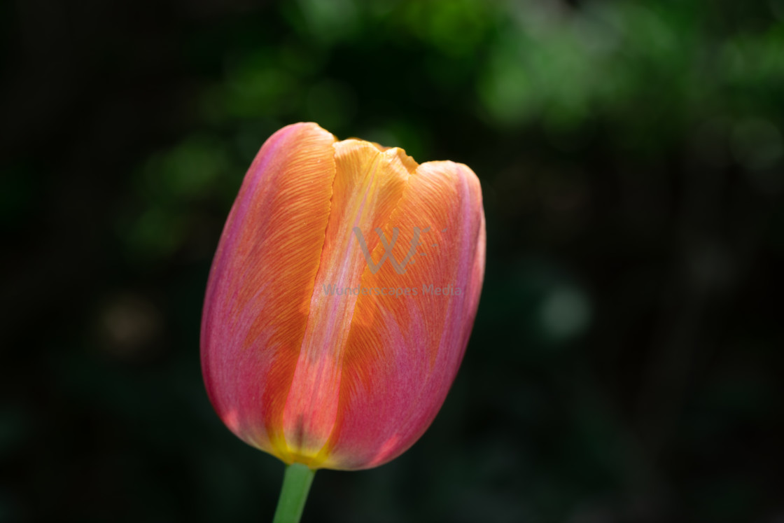 "Orange and Pink Gradient Tulip" stock image