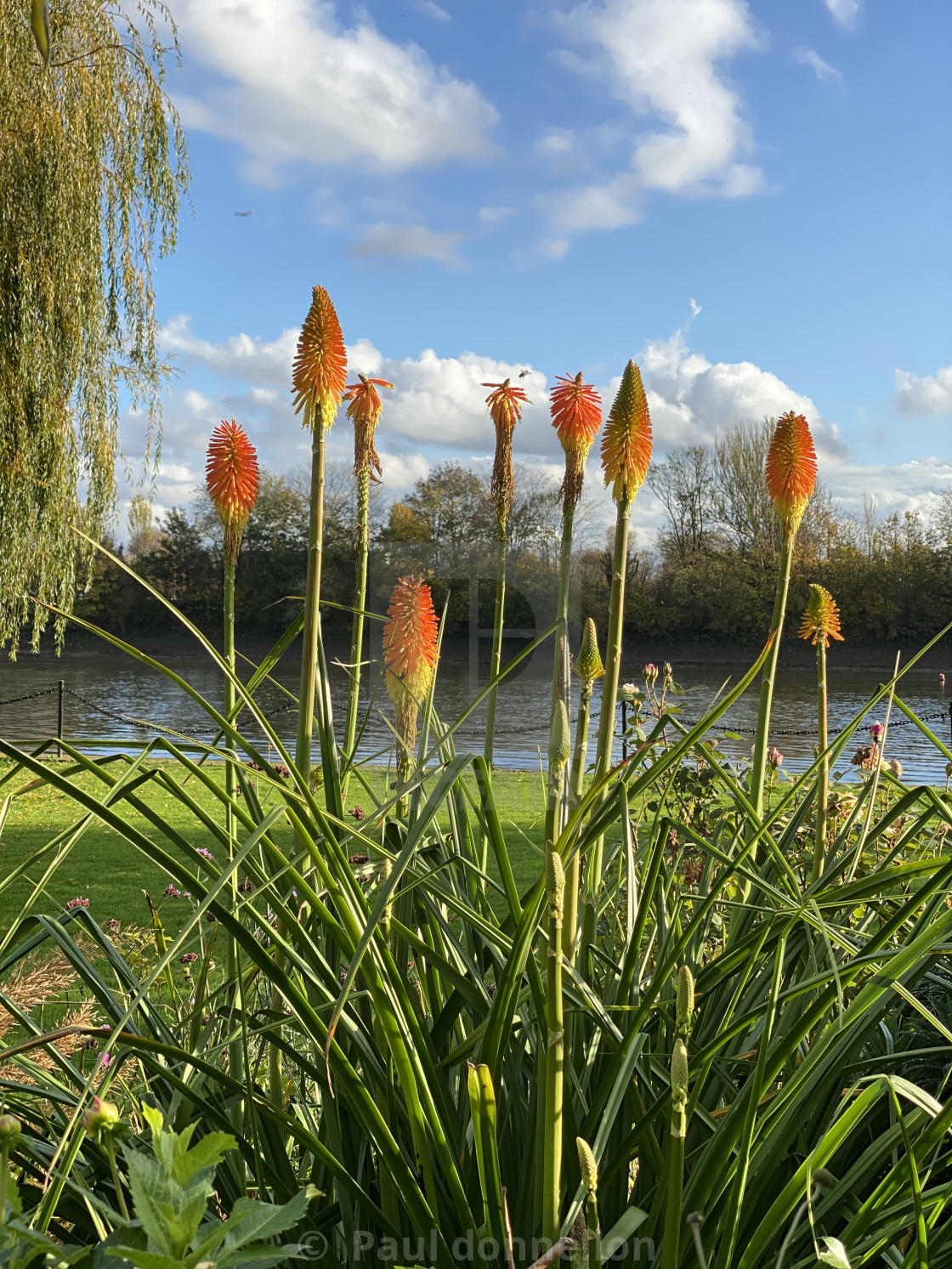 "Orange against blue sky" stock image