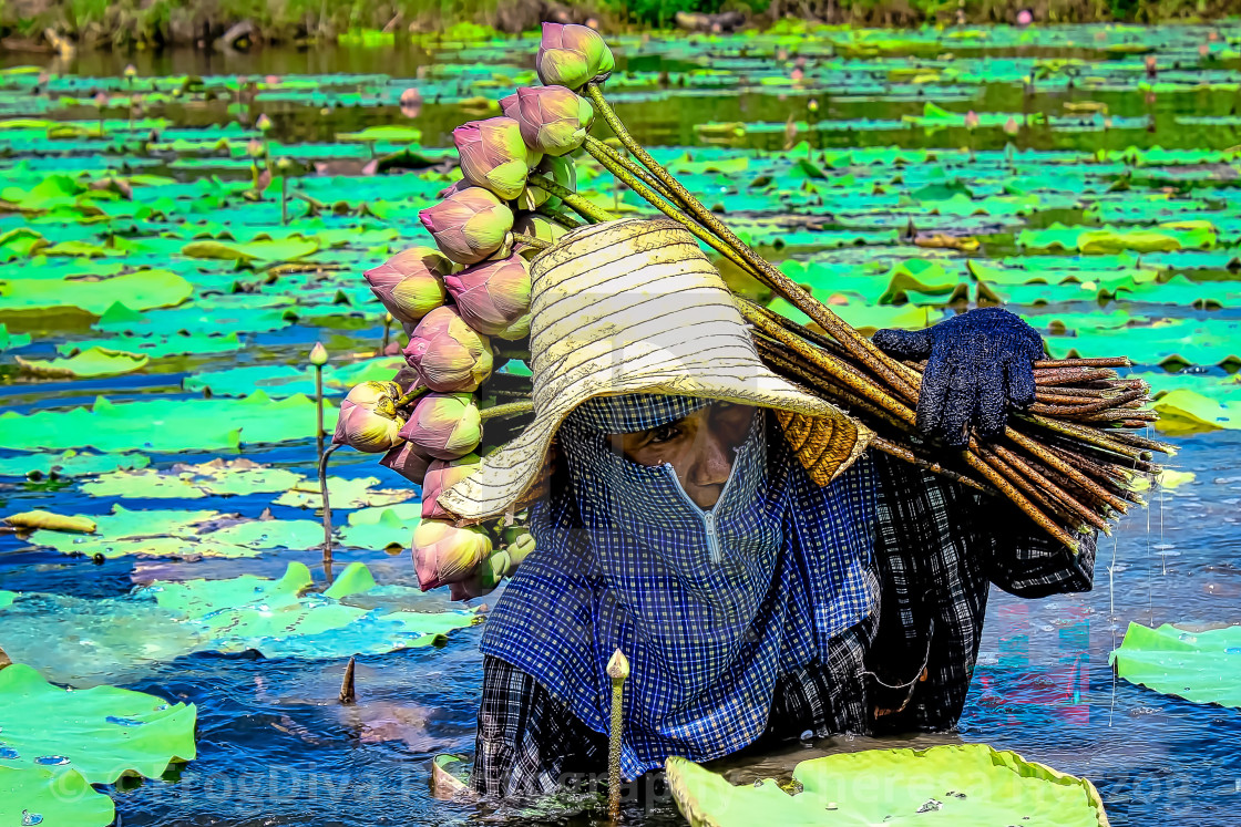 "Lotus Farmer" by ©FrogDiva Photography / Theresa Herzog - £186.00 "Lotus Farmer" stock image