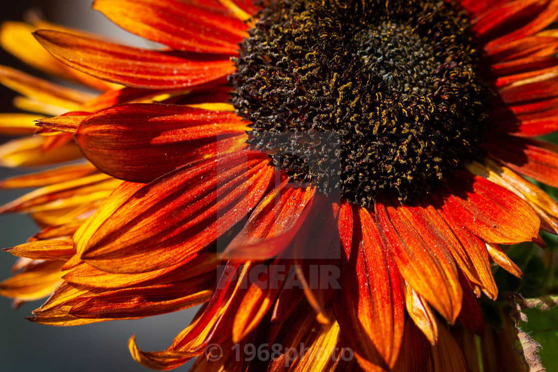 "Sunflower" stock image