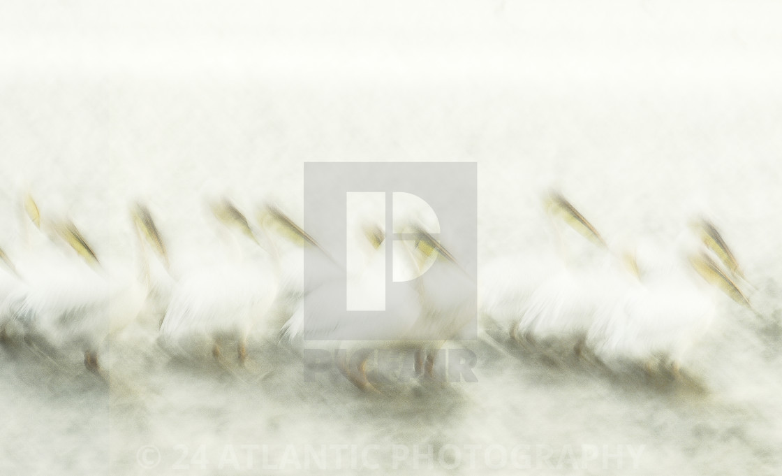 "Pelican Gathering 3" stock image