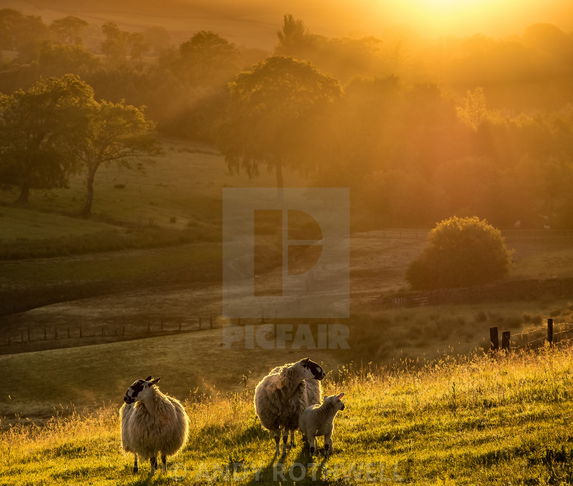 "Golden hour.." stock image