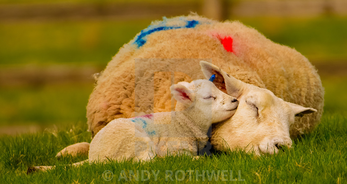 "Mother's love" stock image