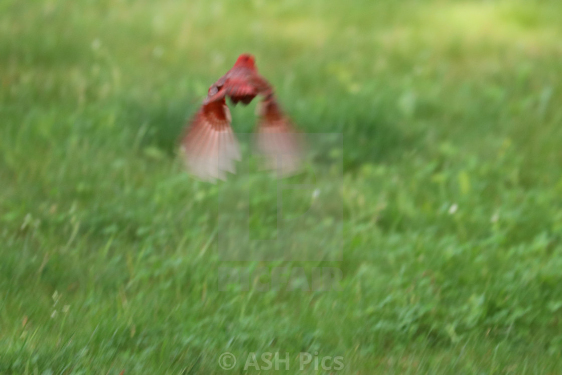 "Cardinal flying 2" stock image