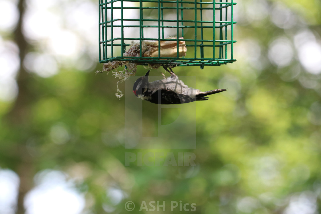 "Downy woodpecker upside down 2" stock image