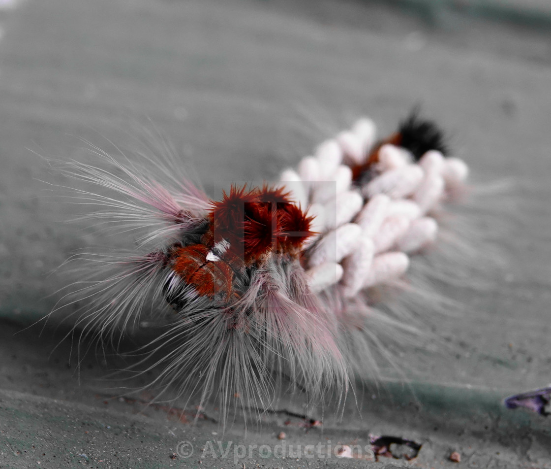 "parasitic wasp larva on caterpillar" stock image