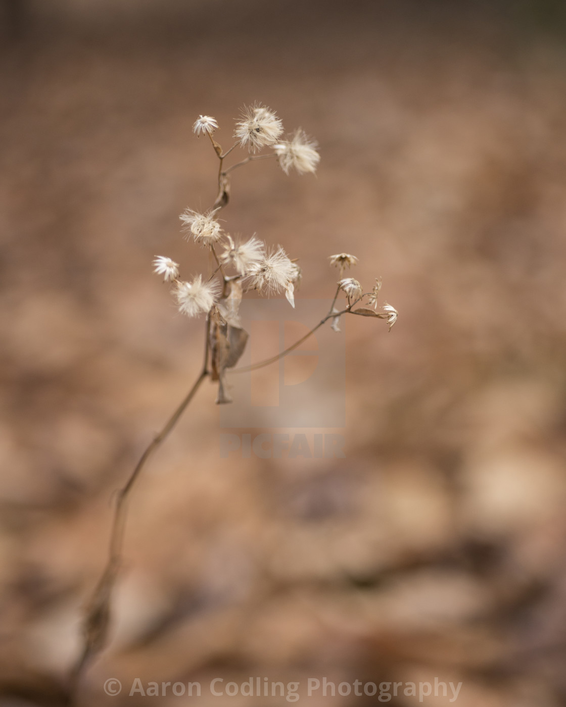 "A tiny flower headed into the fall" stock image