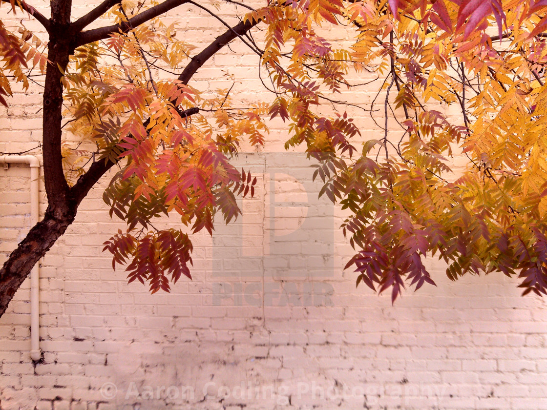 "Pink wall with foliage" stock image