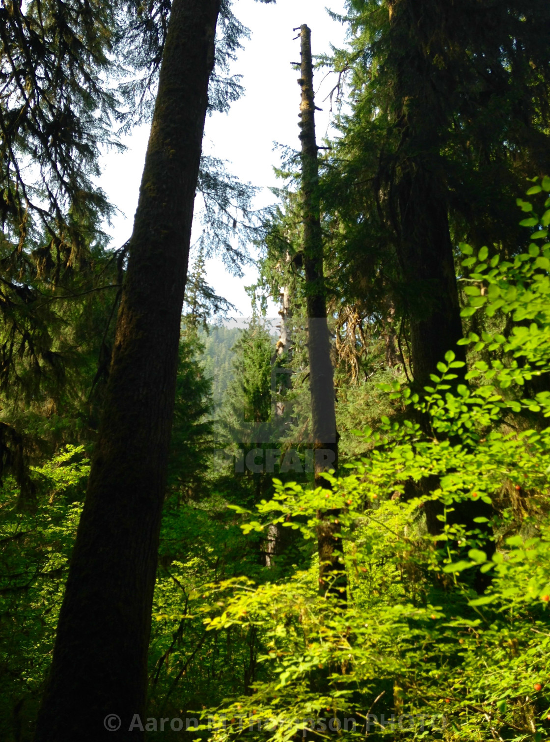 "Hoh Rainforest #2" stock image