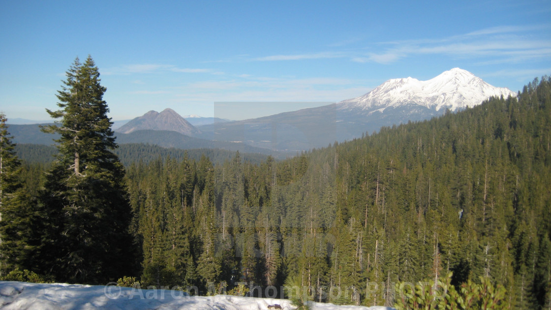 "The tree line with Mount Shasta in background" stock image