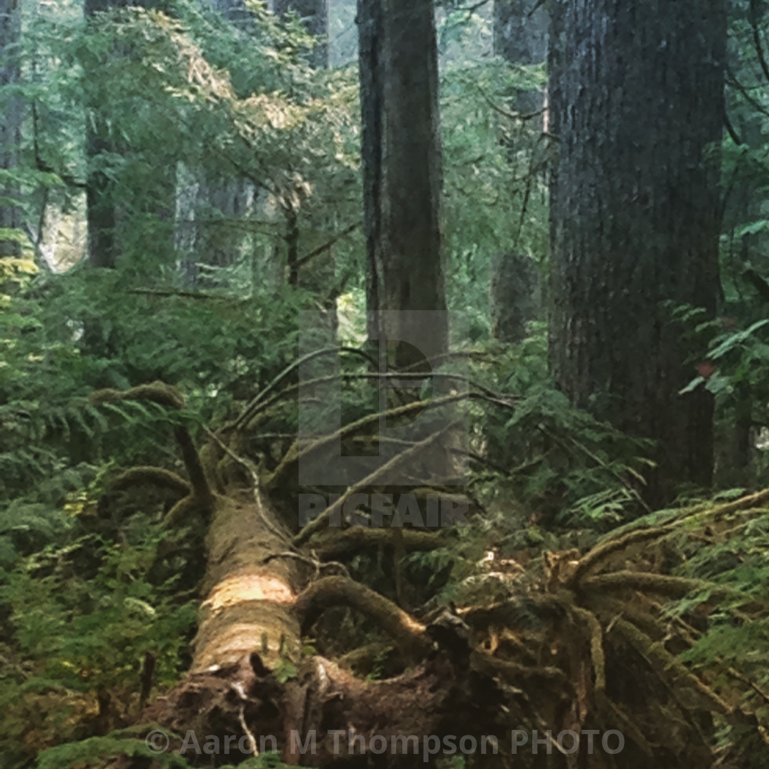 "Old Growth Forest- Neah Bay, WA #2" stock image