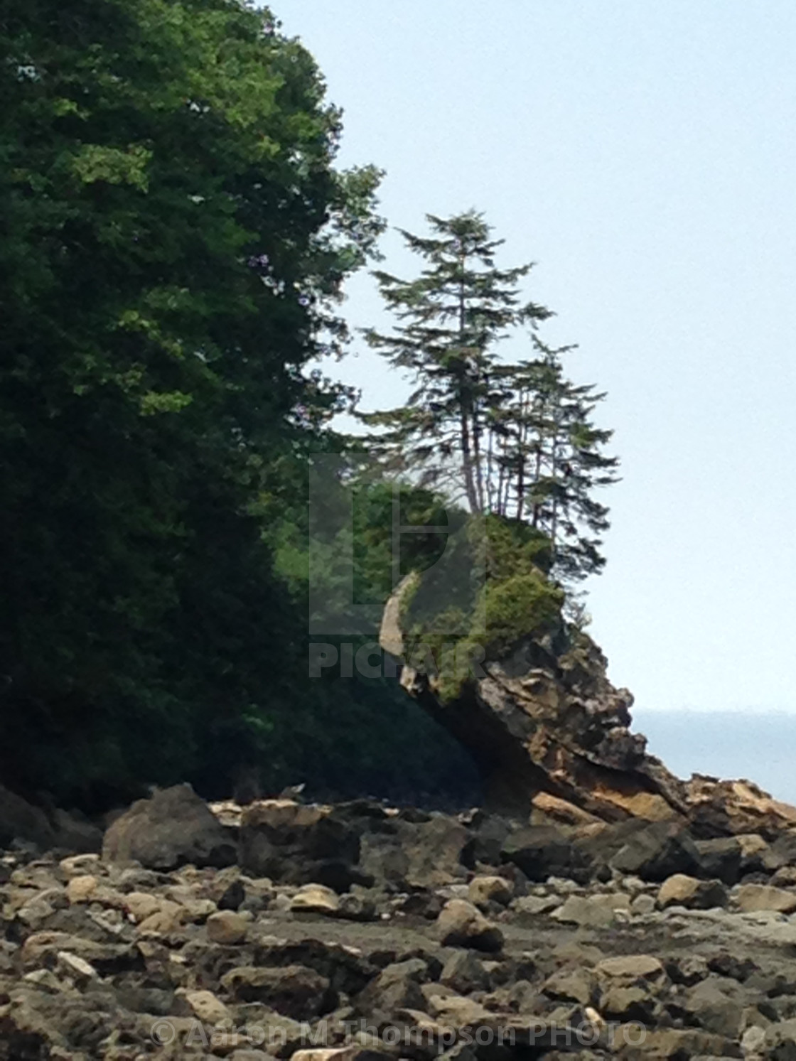 "Crooked tree Neah Bay,WA" stock image