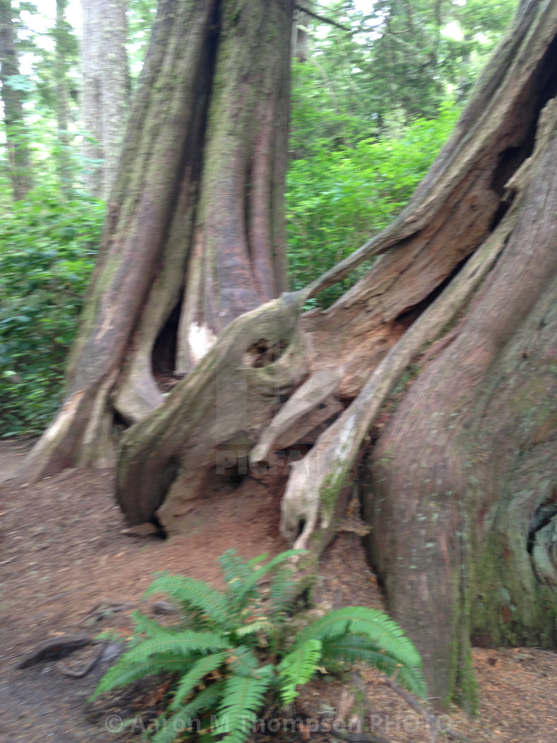 "Whimsically trees- Cape Flattery trail" stock image