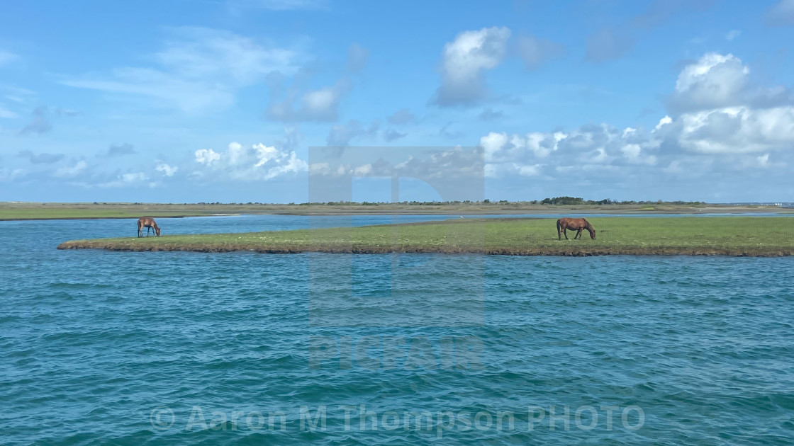 "Wild Horses #5" stock image