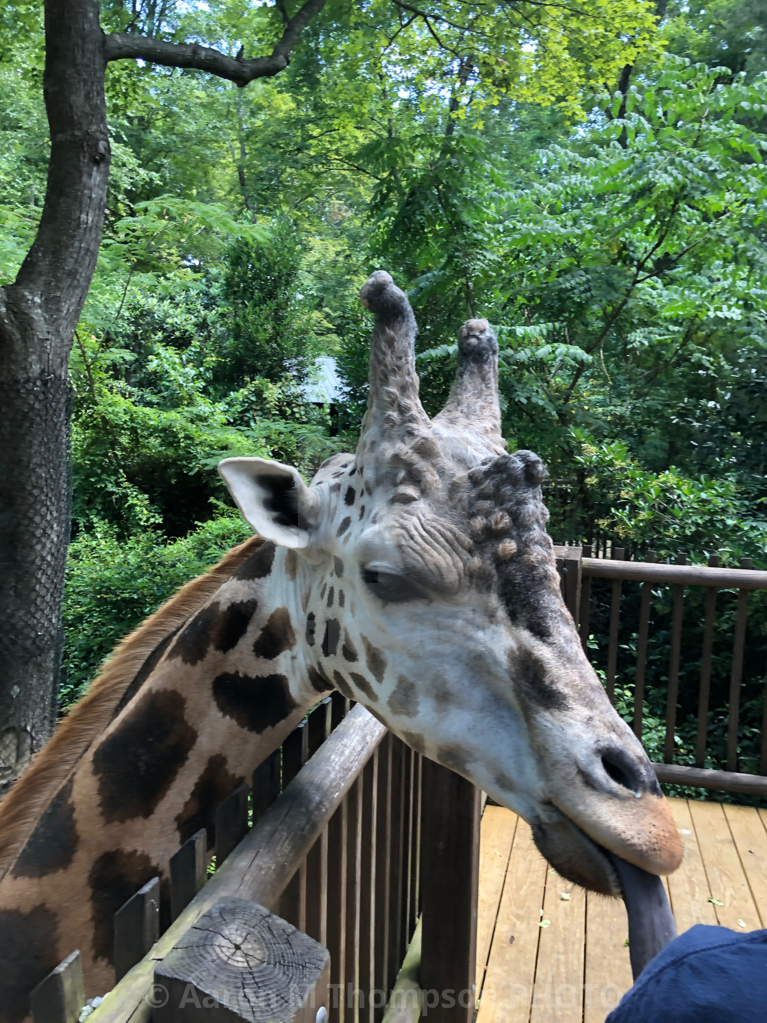 "Close Up of Giraffe" stock image