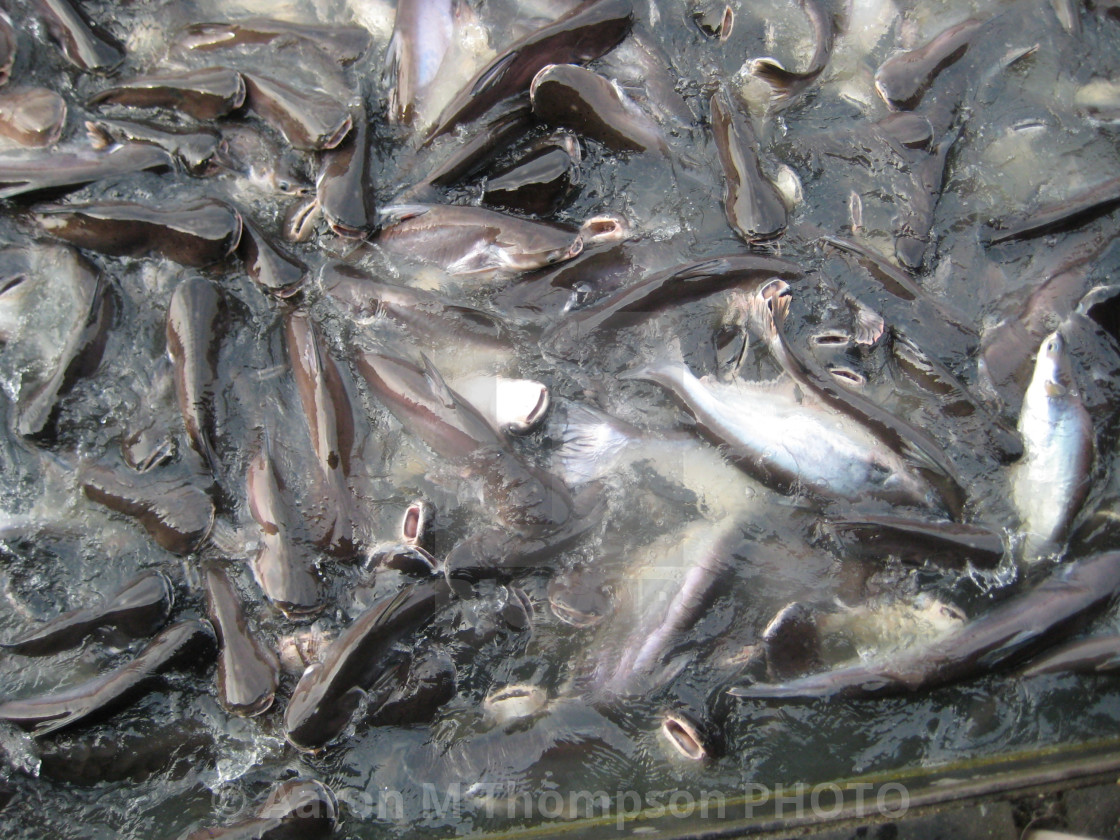 "Ayutthaya Catfish" stock image
