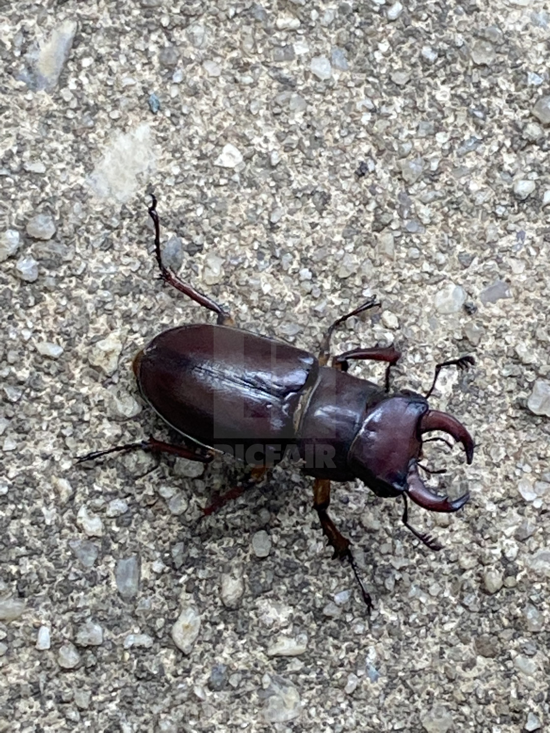 "Scarab Beetle" stock image