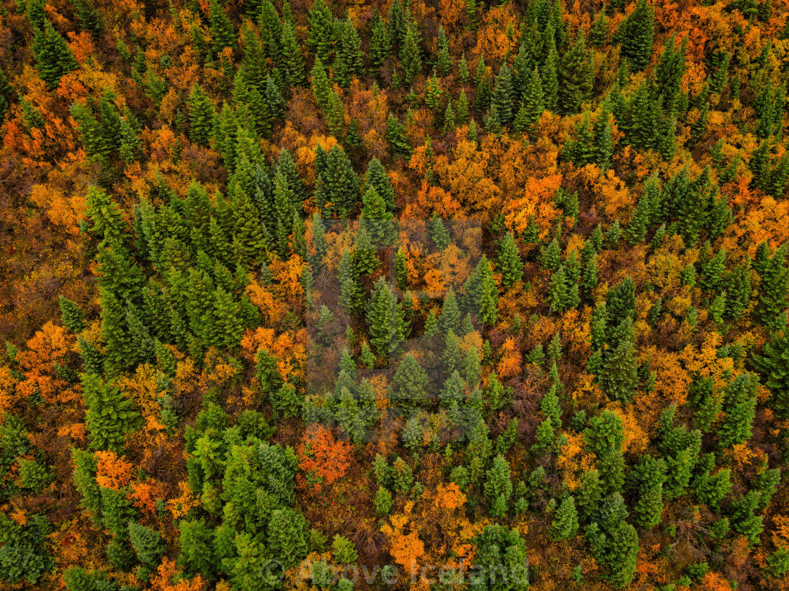 "fall" stock image