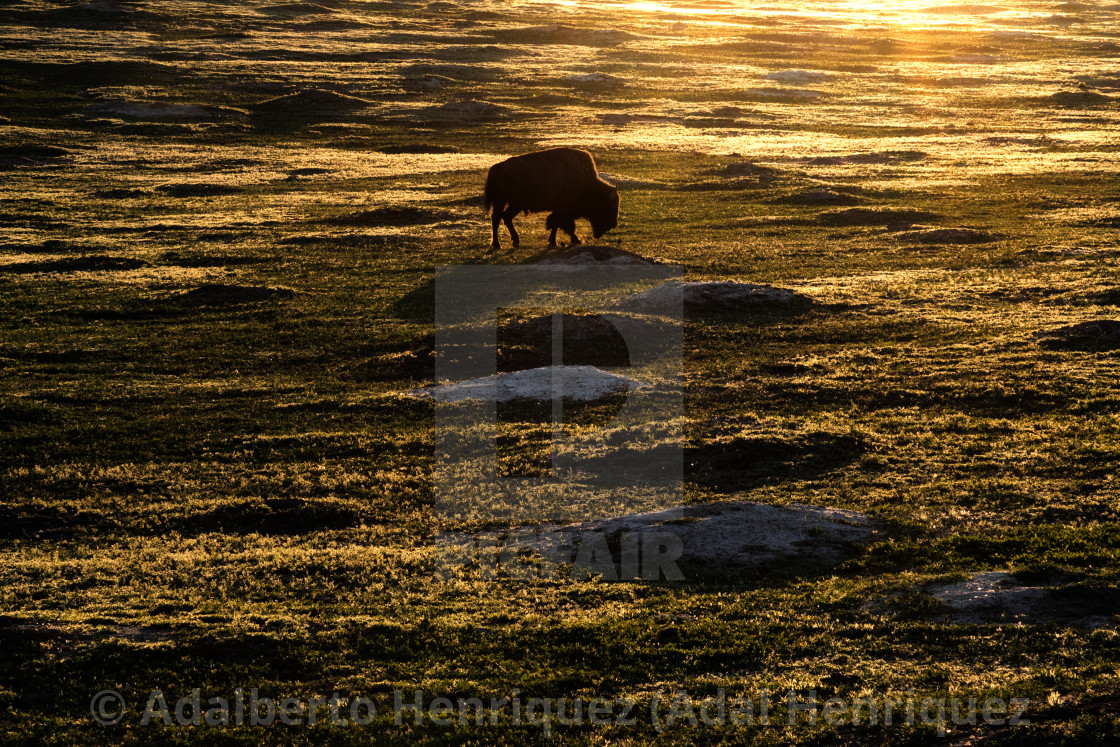 "Lonely Bull" stock image