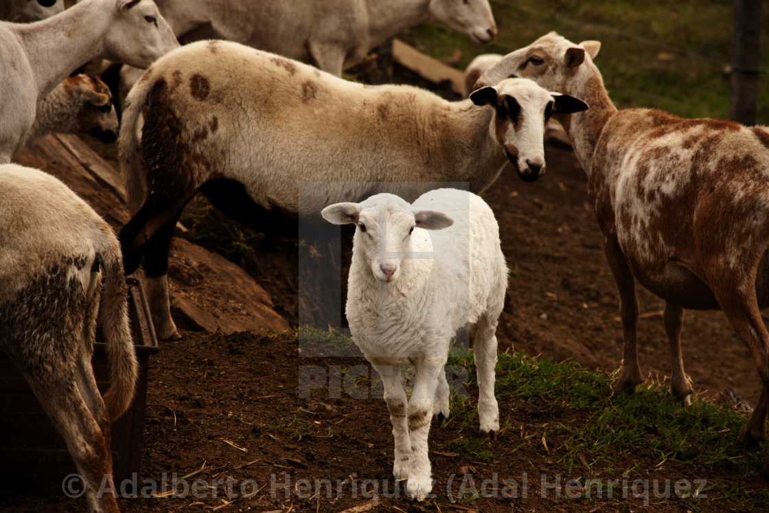 "Le Mouton Blanc" stock image