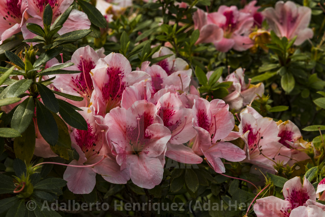 ""Les Fleurs de ma Maison"" stock image