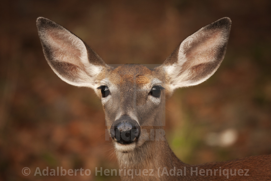 ""I'm all ears"" stock image