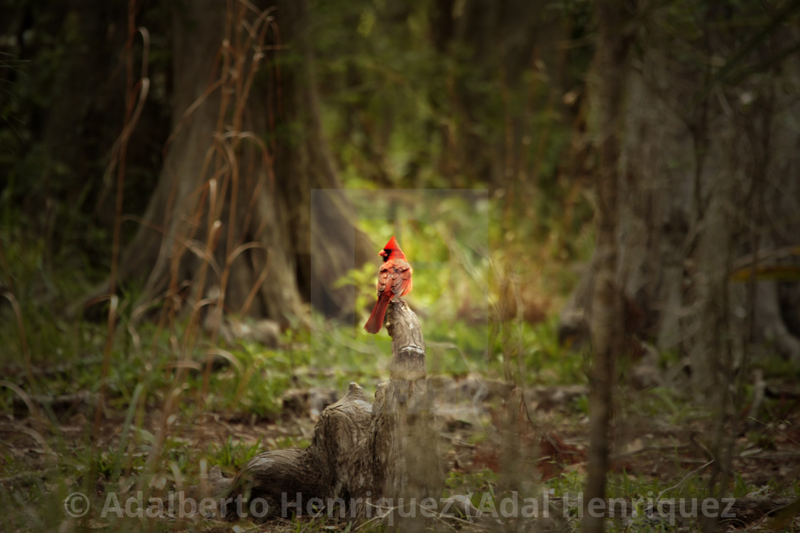 ""In the middle of the Cardinal"" stock image