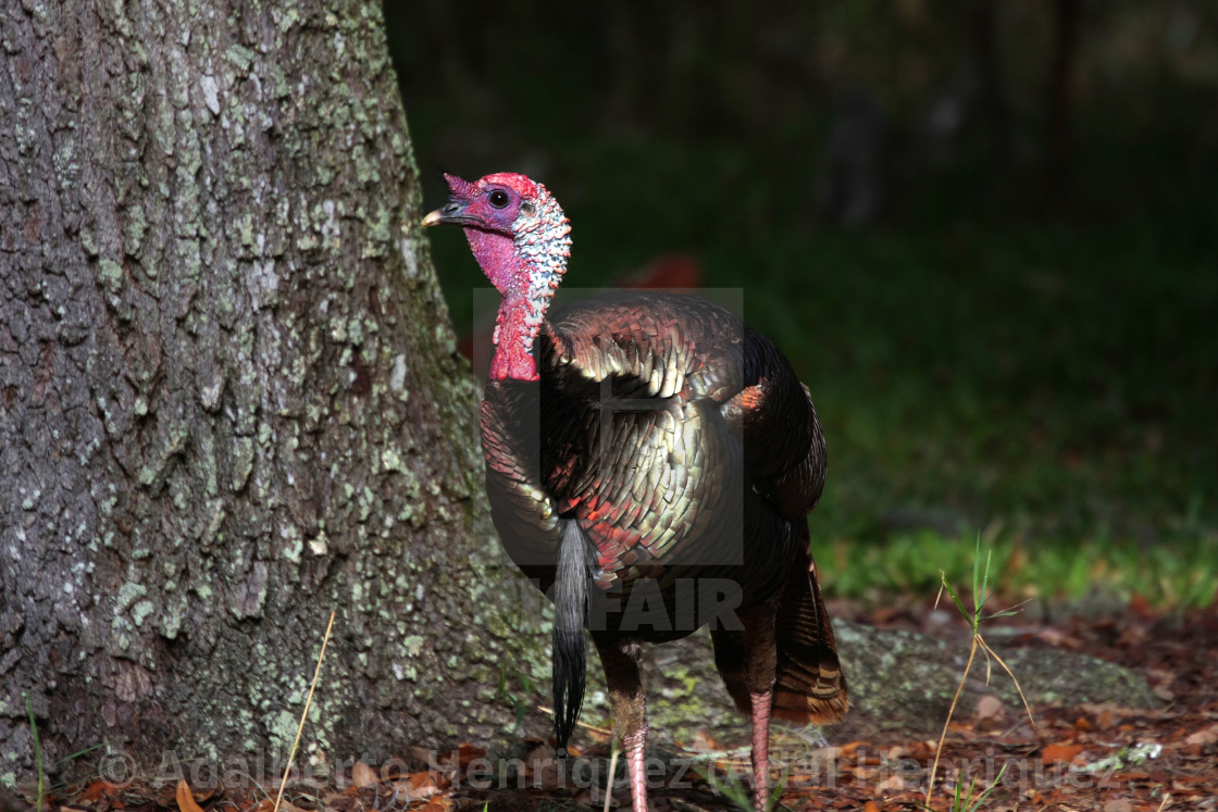 ""Not Thanksgiving yet"" stock image